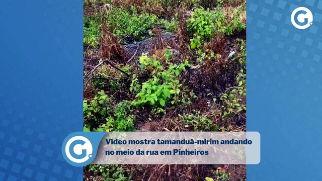 Vídeo mostra tamanduá-mirim andando no meio da rua em Pinheiros