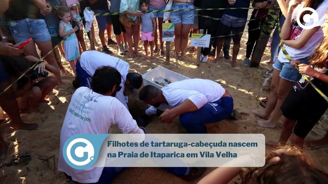 ​Filhotes de tartaruga-cabeçuda nascem na Praia de Itaparica em Vila Velha