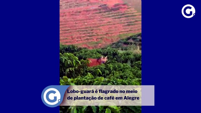 Lobo-guará é flagrado no meio de plantação de café em Alegre