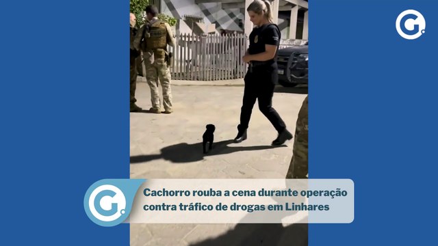 Cachorro rouba a cena durante operação contra tráfico de drogas em Linhares