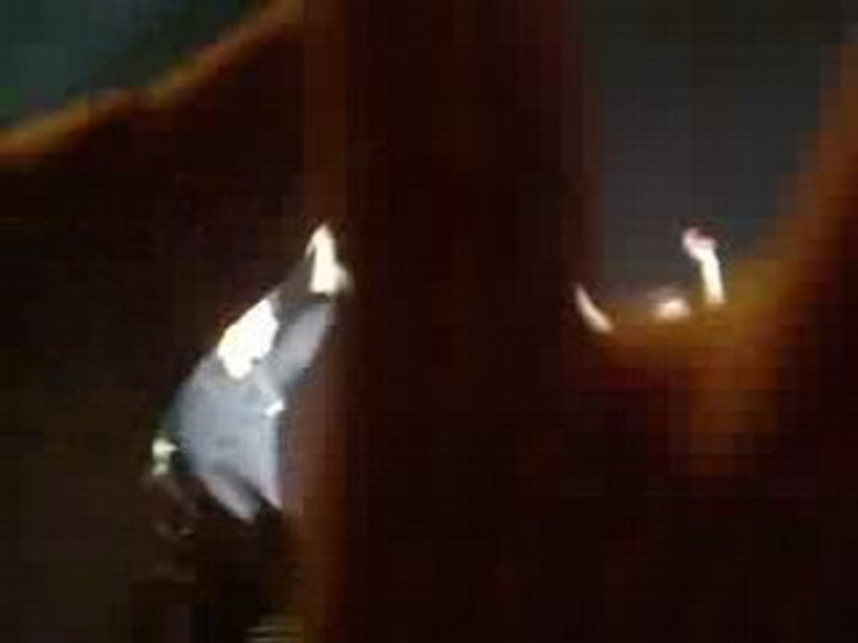 Jonas Brothers Concert 21 juin 2008 Forest National