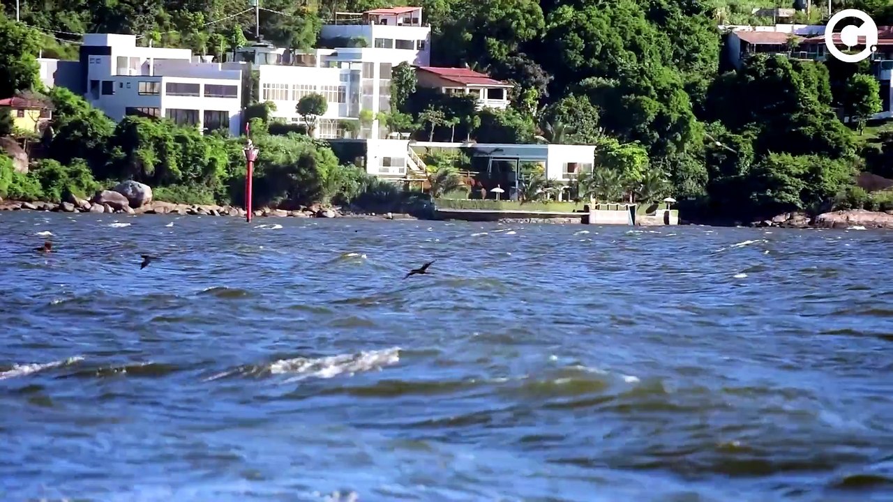Atobás fazem a festa em "pescaria" farta no mar de Vitória