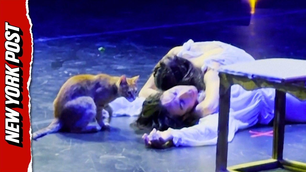 Ginger cat upstages human performers during key Romeo & Juliet scene