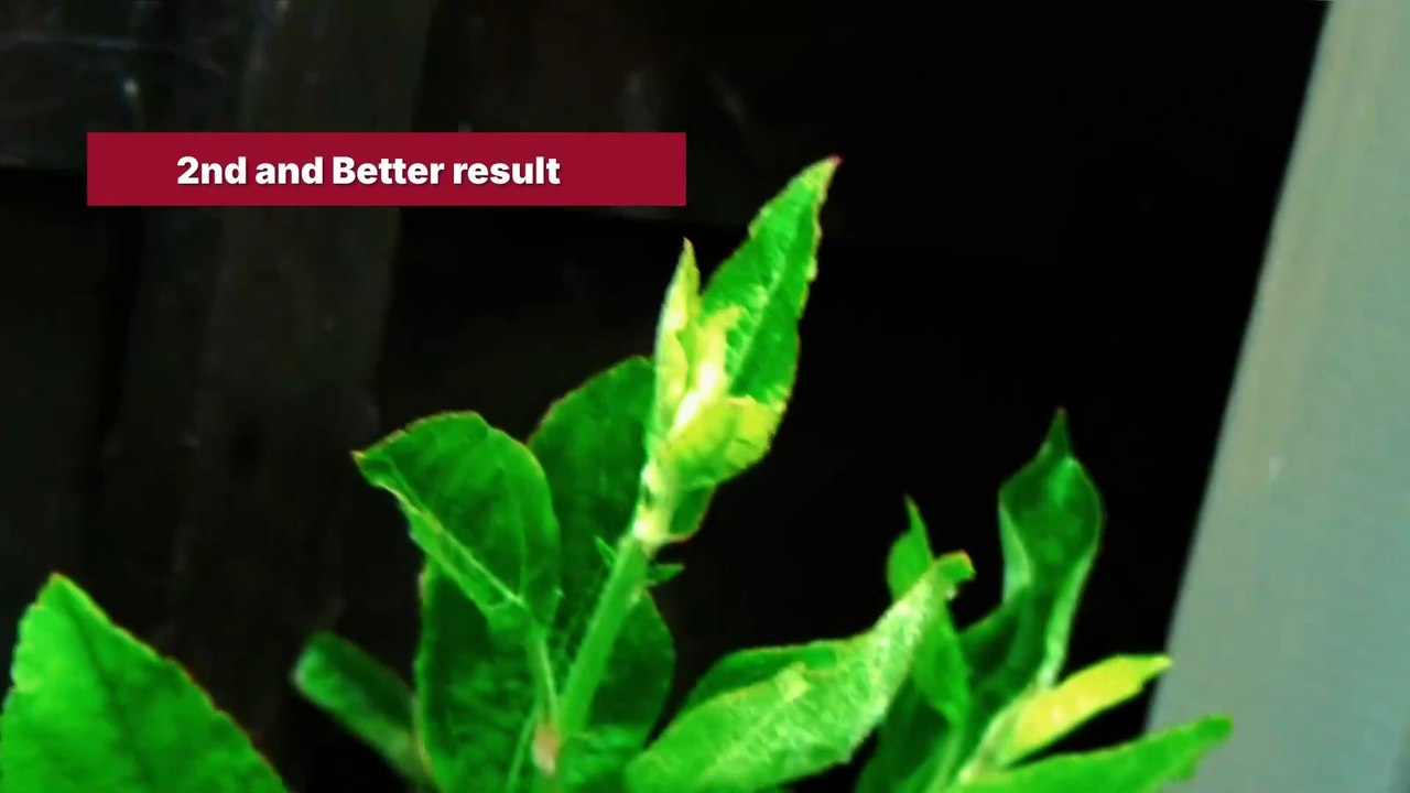 electroculture insect control experiment with results 2026