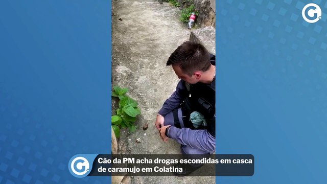 Cão da PM acha drogas escondidas em casca de caramujo em Colatina