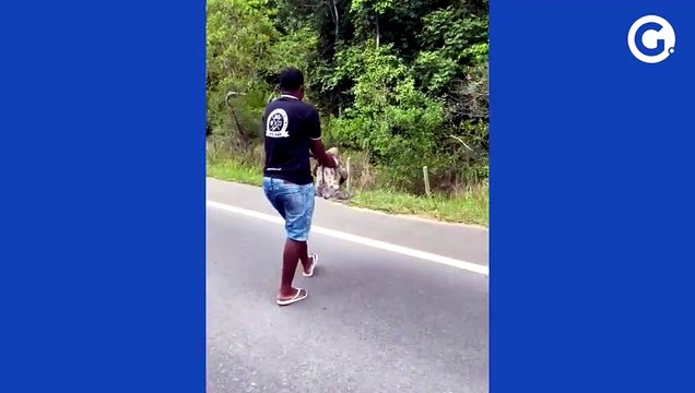 Bicho-preguiça recebe ajuda para atravessar rodovia em Linhares