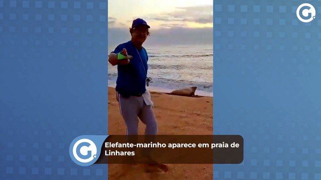 Elefante-marinho aparece em praia de Linhares