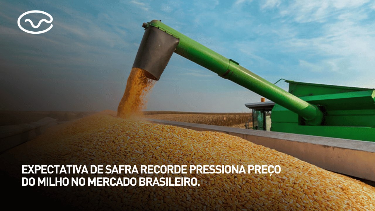 Expectativa de safra recorde pressiona preço do milho no mercado brasileiro