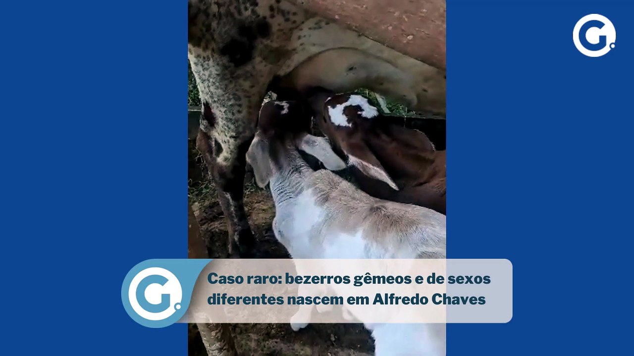 Caso raro: bezerros gêmeos e de sexos diferentes nascem em Alfredo Chaves