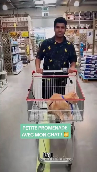 Petite promenade avec mon chat 🐈 ❤️