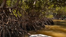Manglares de Yucatán, clave para el carbono azul y la lucha contra el cambio climático