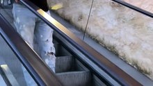 escalator prank
