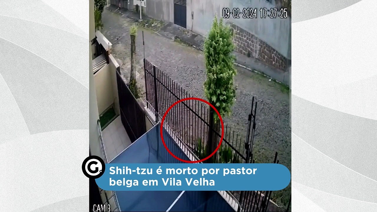 Shih-tzu é morto por pastor belga em Vila Velha