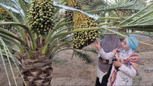 Menyusuri Perkebunan Kurma Ajwa Favorit Nabi Muhammad