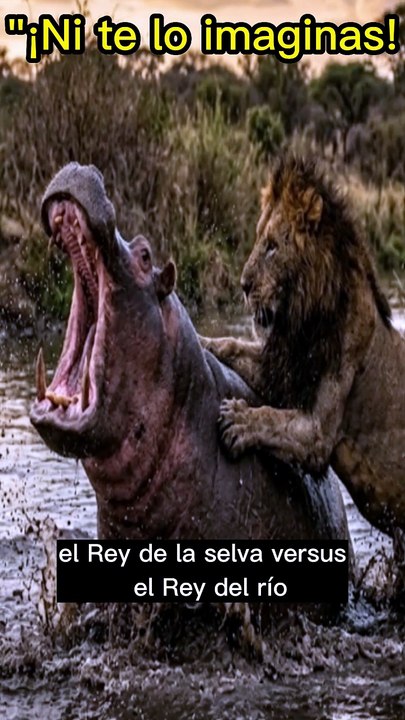 Leon vs hipopotamo