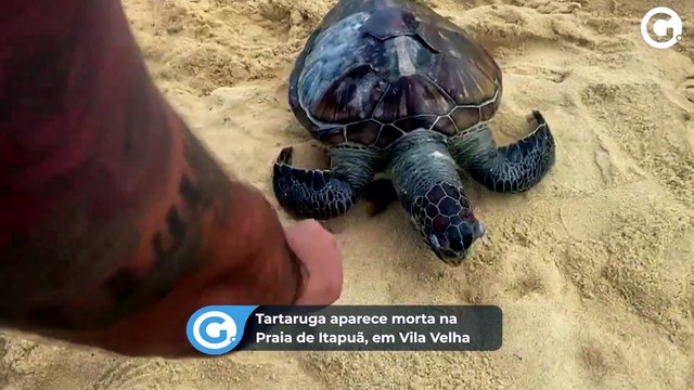 Tartaruga aparece morta na Praia de Itapuã, em Vila Velha