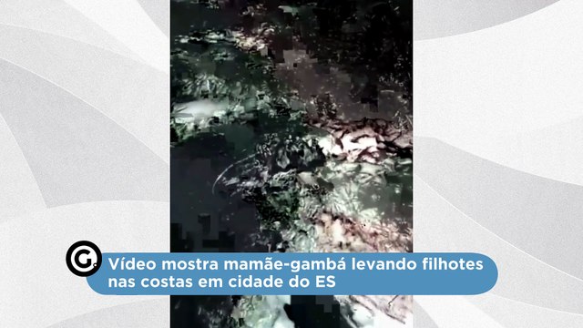 Vídeo mostra mamãe-gambá levando filhotes nas costas em cidade do ES