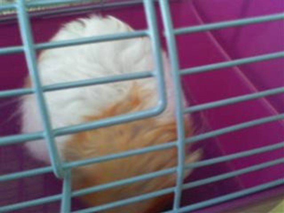 Louna hamster
