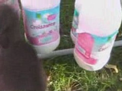 2008 Chiots de Taïga et Pippin et le couloir de stimulation