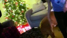 Dad breaks down in tears reuniting with daughter after 12 years