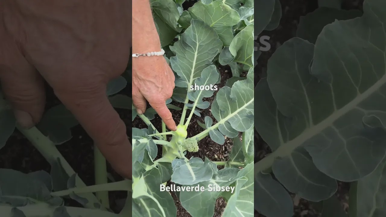 Récoltez du brocoli en juin et ressemez de nouveau en juin