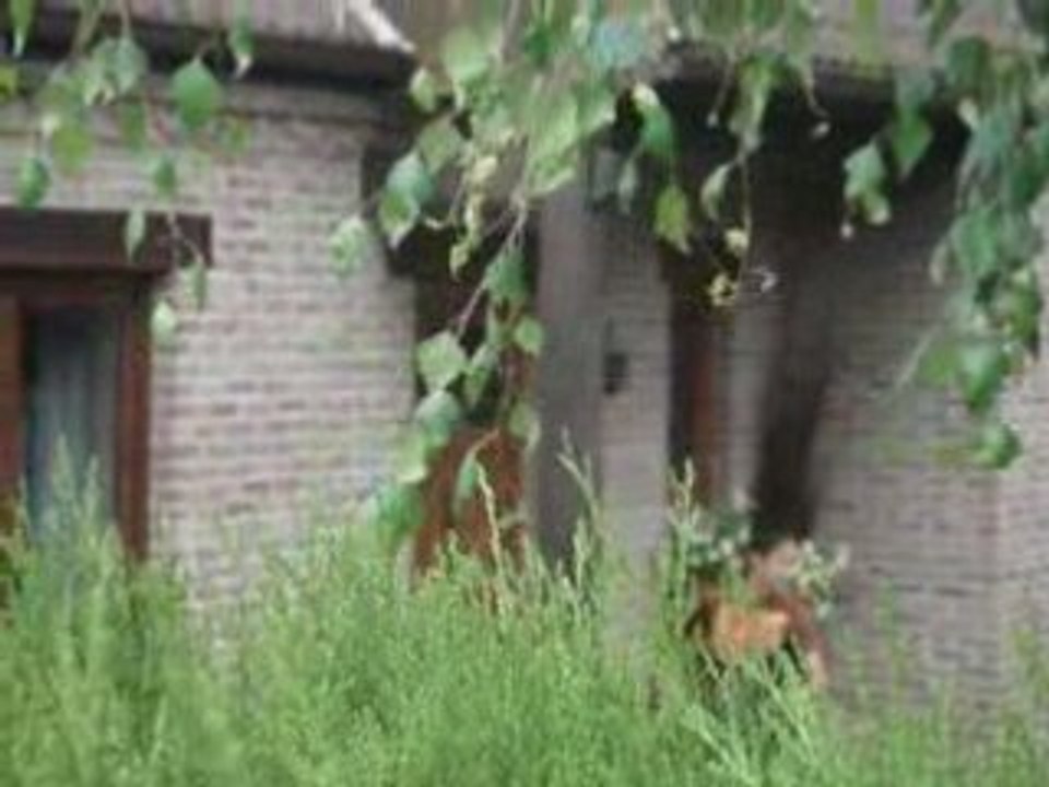 Partie de sonnette 2