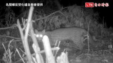 南投焚化爐預定地拍到石虎 農業部重申三原則嚴格把關