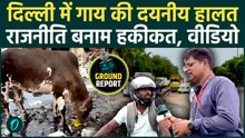 Gau Mata Reality: चुनावी रैलियों में गाय पर सियासत, लेकिन सड़कों पर कूड़ा खाने को मजबूर बेसहारा पशु