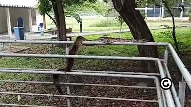 Cobra aparece no Centro de Educação Física na Ufes e assusta alunos