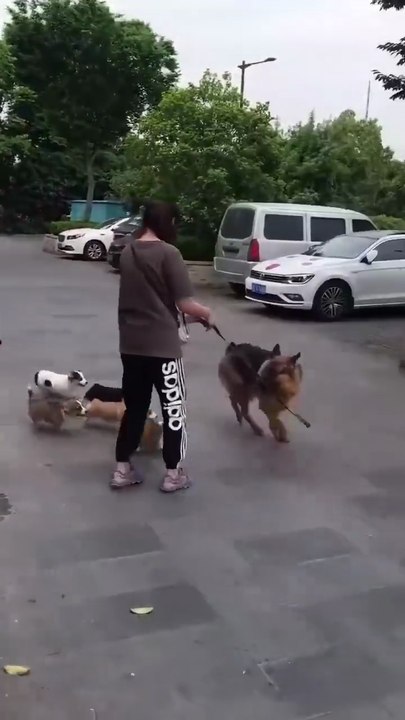 😂😂😂😂😂😂😂😂😂funny German Shepard dog 🐾🐶🤣🤣🤣🤣🤣🤣 Follow me please