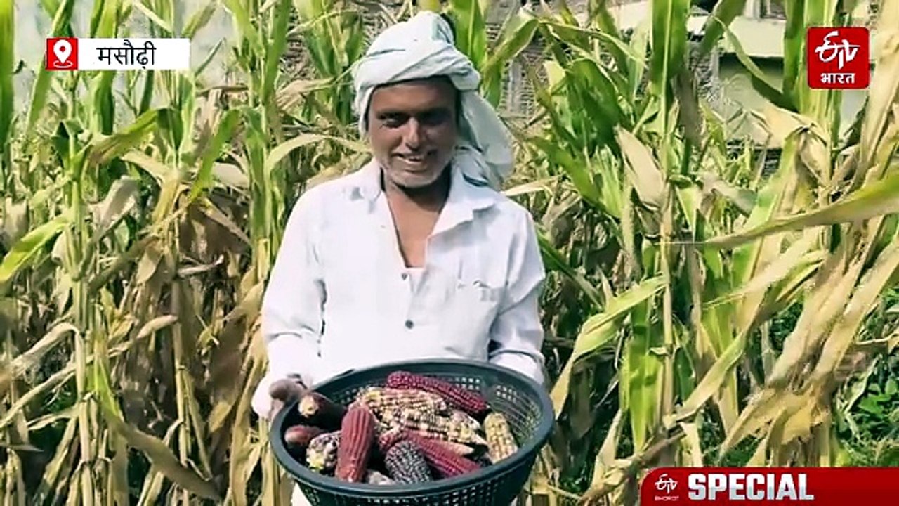 क्या आपने सुना है रंगीन मक्का के बारे में? बिहार के किसान मल्टी कलर मक्का की खेती से कमा रहें लाखों का मुनाफा