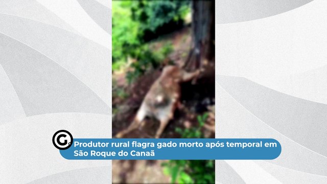 Produtor rural flagra gado morto após temporal em São Roque do Canaã