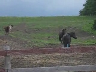Les chevaux au champs