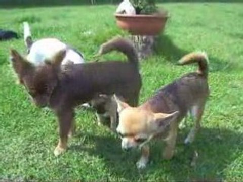 1ère sortie bébé de banquise