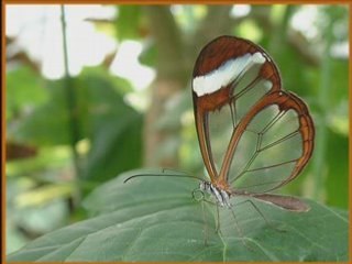 La chasse aux papillons