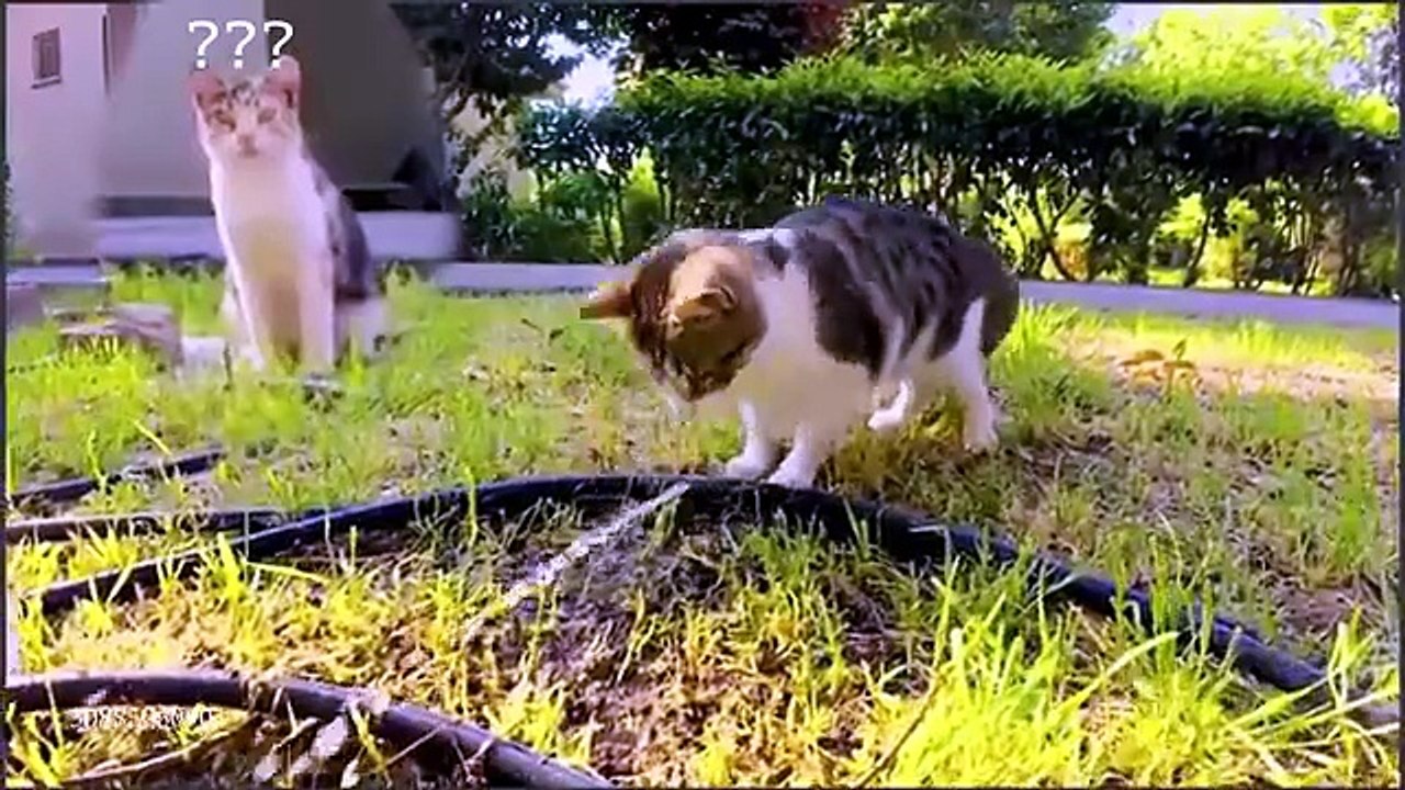 Cats Meeting Water for the First Time Be Like… 😂