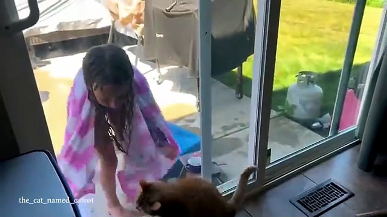 When Polite Cats Seek Attention 🥰