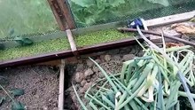 Make nitrate with Azolla