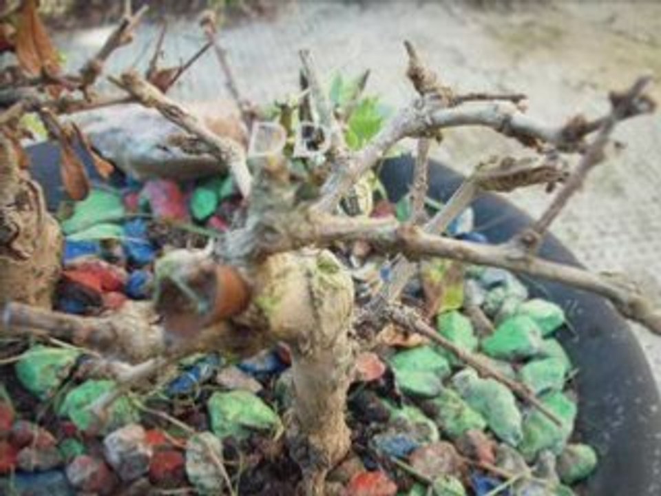 Bonzai1