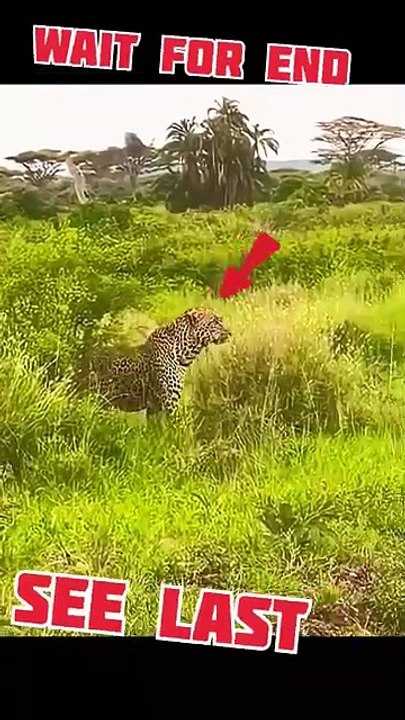 Leopard Attacks Monkey In Seconds! 😱 ⚡ #Shorts #Wildlife