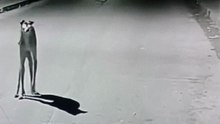 Mysterious Creature Caught on CCTV Turns Into a Dog! 😱🛸