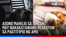 Asong mahilig sa aircon, may nakakatawang reaksyon sa pagtitipid ng amo | GMA News Feed