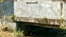 Takut Dikeroyok Warga, Maling Motor di Indramayu Pilih Nyebur ke Sungai