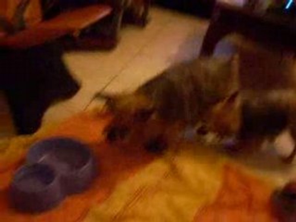 Roulade filou