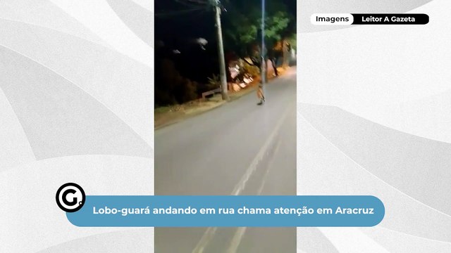 Lobo-guará andando em rua chama atenção em Aracruz