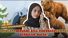 Mengenal Hibernasi Beruang, Strategi Bertahan Hidup Saat Sumber Makanan Menipis-Serius ini Hewan?