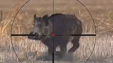 🐗 Захватывающая охота на дикого кабана | Настоящее приключение в дикой природе