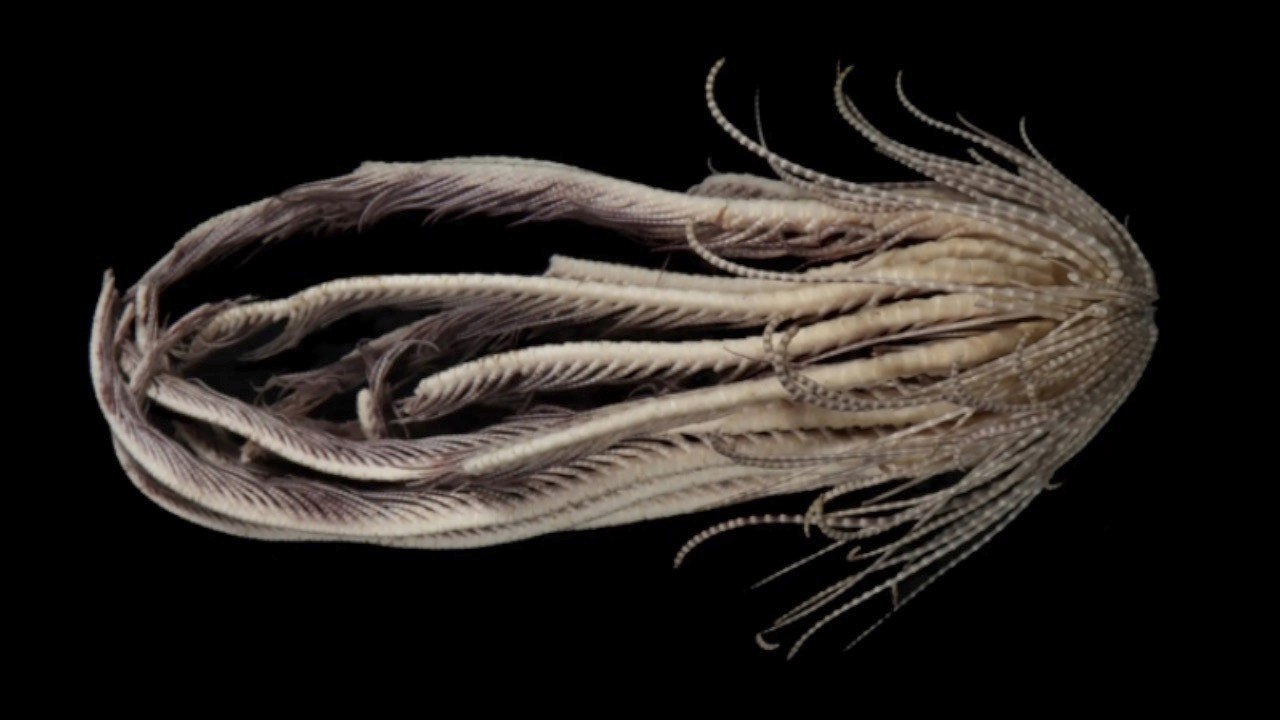 Alien-Looking Antarctic Creature Turns Out to Be Terrestrial Antarctic Strawberry Feather Star