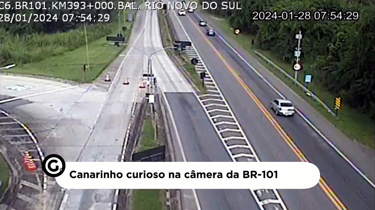 Canarinho curioso na câmera da BR-101