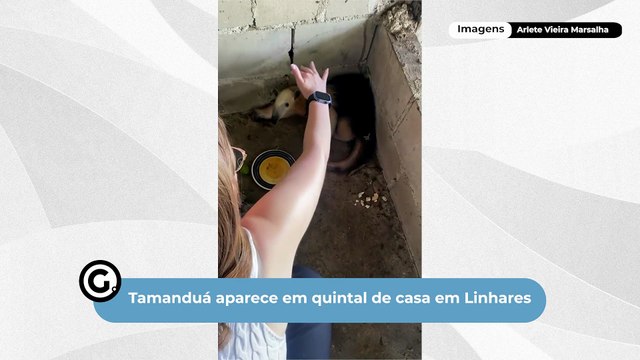 Tamanduá aparece em quintal de casa em Linhares
